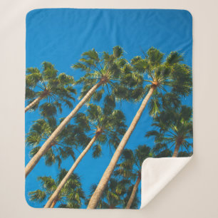 Manta Sherpa Perspectiva de ángulo del grupo de palmeras delgad