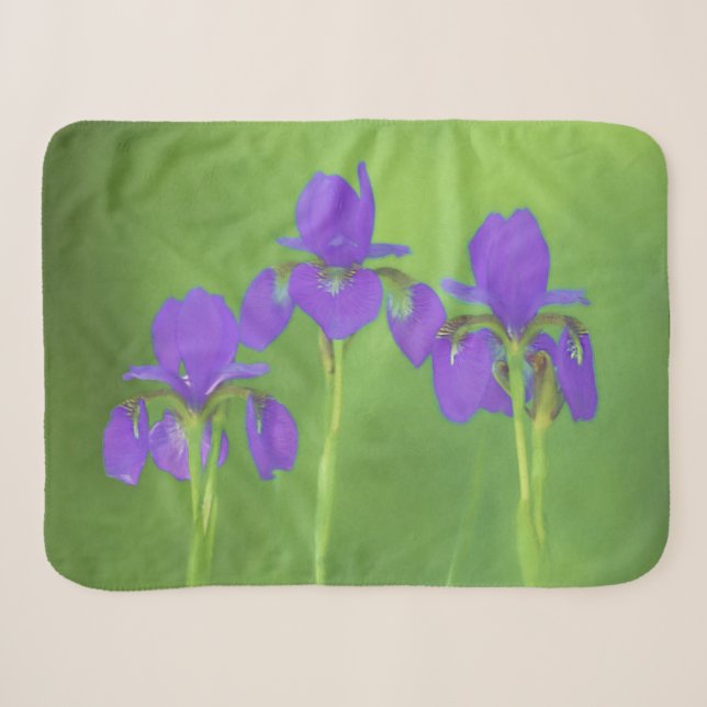 Manta Sherpa Pintura de iris morado - Arte de flores original (Anverso (horizontal))