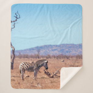 Manta Sherpa Plains zebra in Kruger National park, South Africa