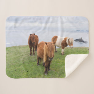 Manta Sherpa Poni de Shetland en pastizal cerca de acantilados 