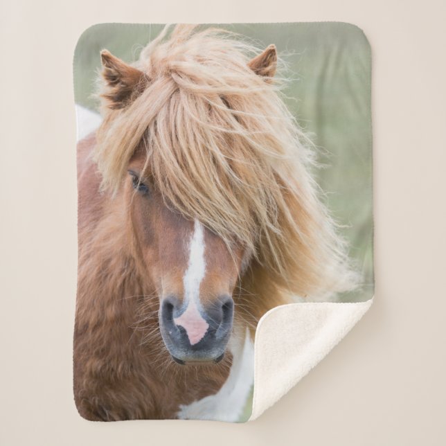 Manta Sherpa Pony de Shetland en la isla de Unst (Anverso)