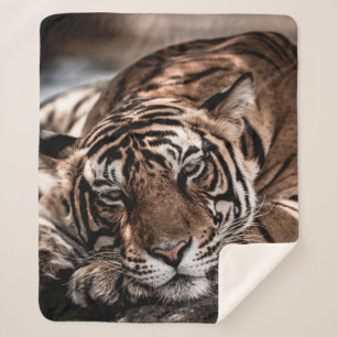 Manta Sherpa ranthambore macho salvaje tigre retrato de imagen