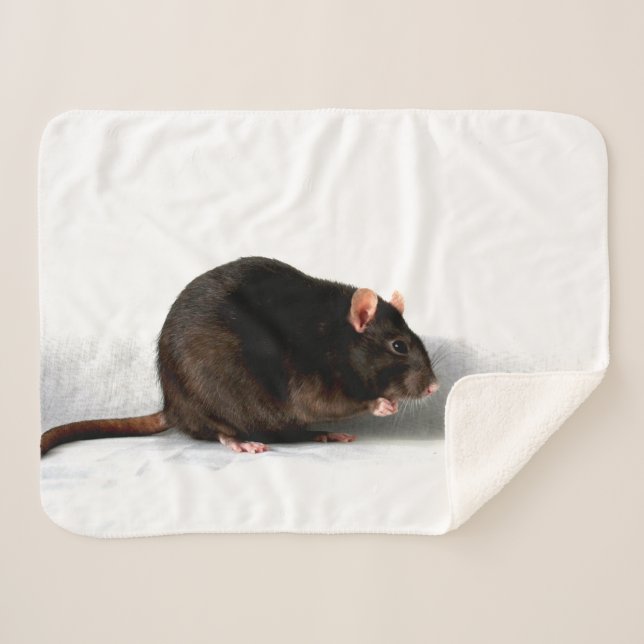 Manta Sherpa Rat sba (Anverso (horizontal))