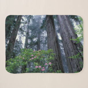 Manta Sherpa Redwoods costeros y Rhododendrons