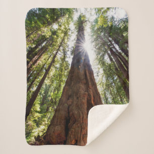 Manta Sherpa Redwoods imponentes