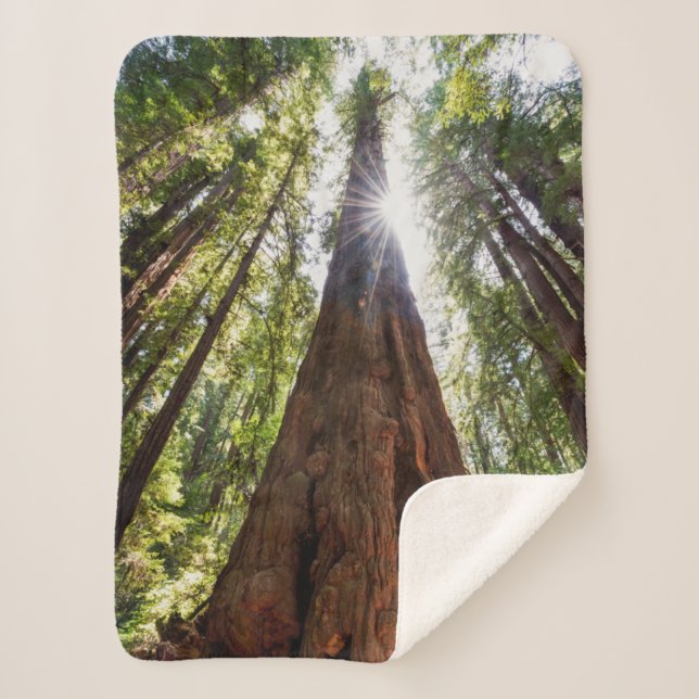 Manta Sherpa Redwoods imponentes (Anverso)