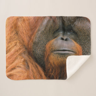 Manta Sherpa Retrato de Orangután macho, Georgia, EE. UU.