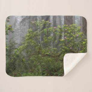 Manta Sherpa Rhododendron en el Parque Nacional Redwood Califor