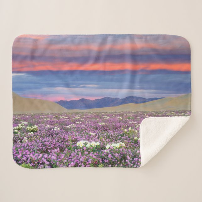 Manta Sherpa Sand Verbena y Dune Primrose Wildflowers at Sunset (Anverso (horizontal))