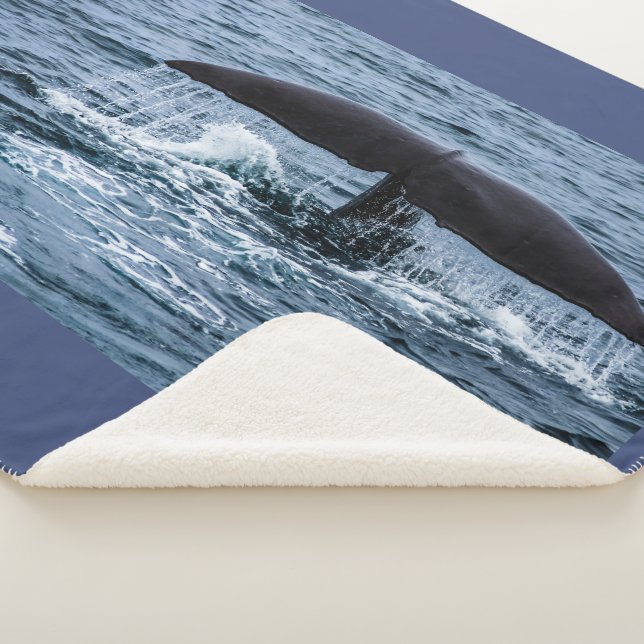 Manta Sherpa Sperm Whale (3/4)