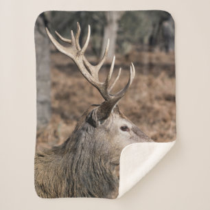 Manta Sherpa The King's Deer of Richmond Park, London, UK