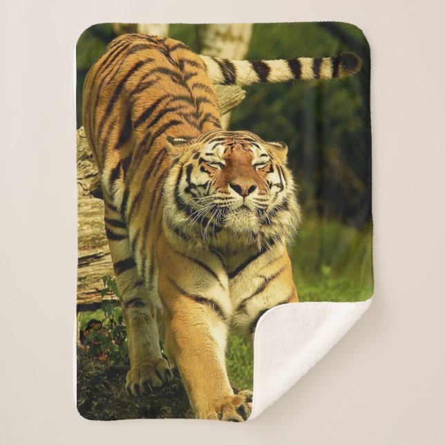 Manta Sherpa Tigre (Anverso)