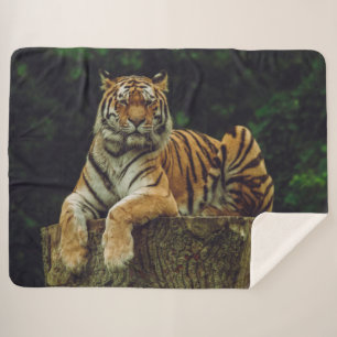 MANTA SHERPA TIGRE EN RESTO