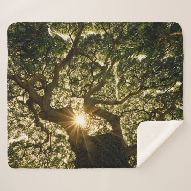 Manta Sherpa Toldo de baniano Sunstar (Anverso (horizontal))