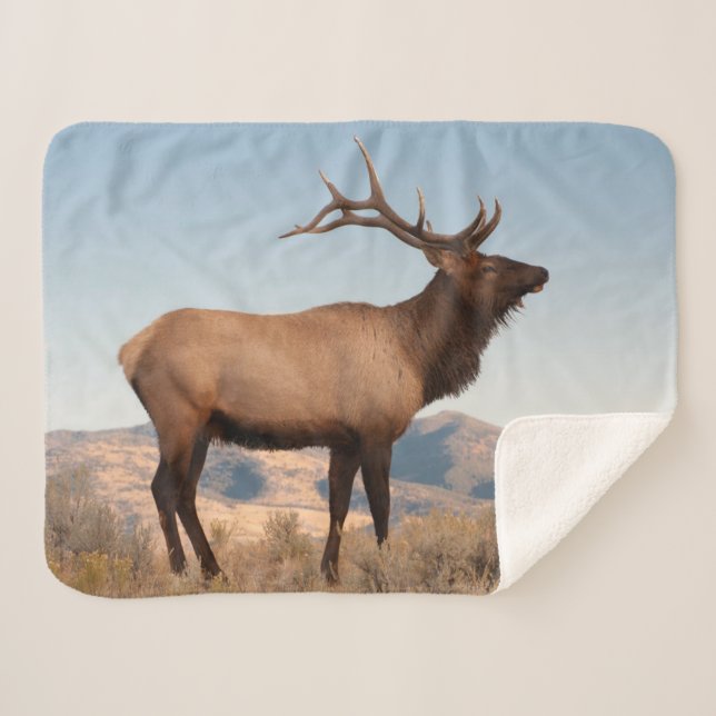 Manta Sherpa Toro Elk Cerca De Mammoth | Wyoming (Anverso (horizontal))