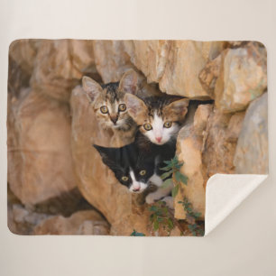 Manta Sherpa Tres gatitos curiosos y delicados se enfrentan a u