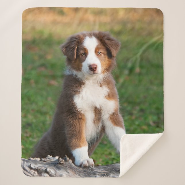 Manta Sherpa Tri foto australiana roja linda del perrito del (Anverso)