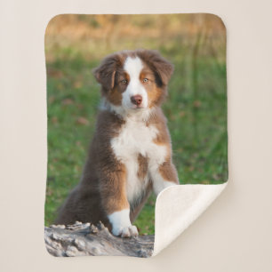 Manta Sherpa Tri foto australiana roja linda del perrito del