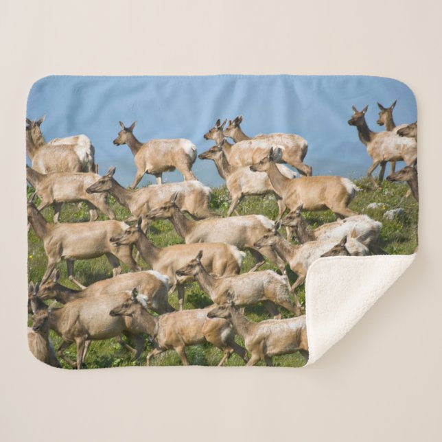 Manta Sherpa Tule Elk| Point Reyes National Seashore, CA (Anverso (horizontal))