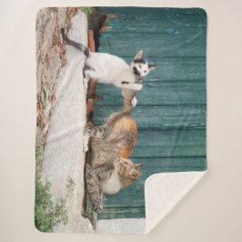 Manta Sherpa Un gatito lindo persiguiendo la foto de un gato gr