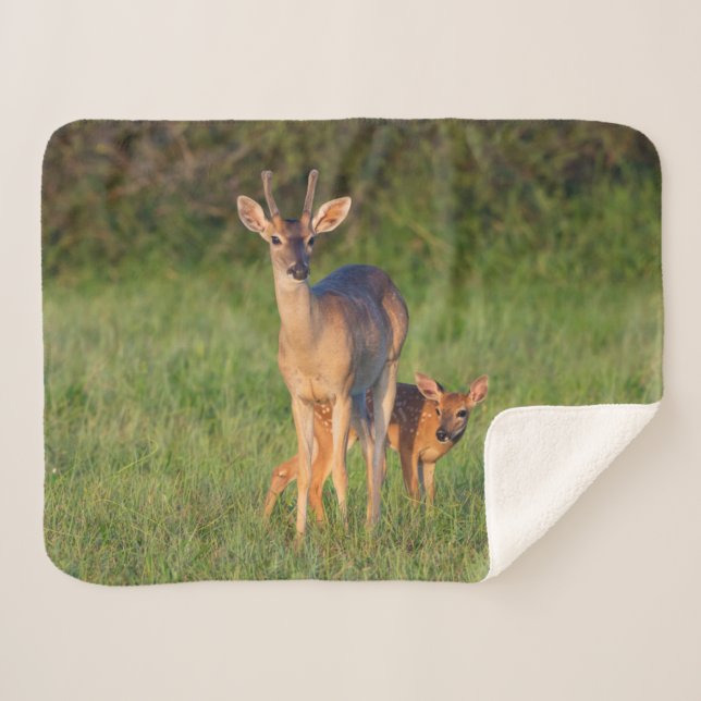 Manta Sherpa Venado de cola blanca | Hábitat de hierba (Anverso (horizontal))