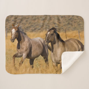 Manta Sherpa Vida en rancho en The Ponderosa Ranch