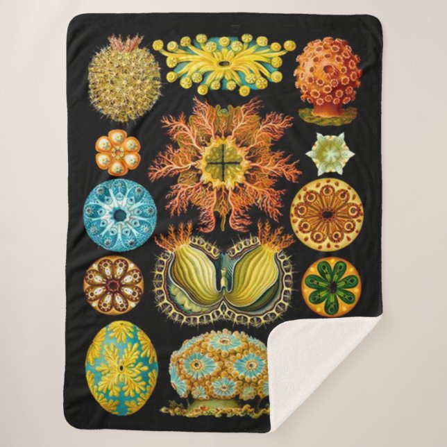 Manta Sherpa vida marina criaturas marinas (Anverso)