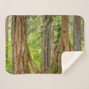 Manta Sherpa Western Red Cedar Tree Washington State