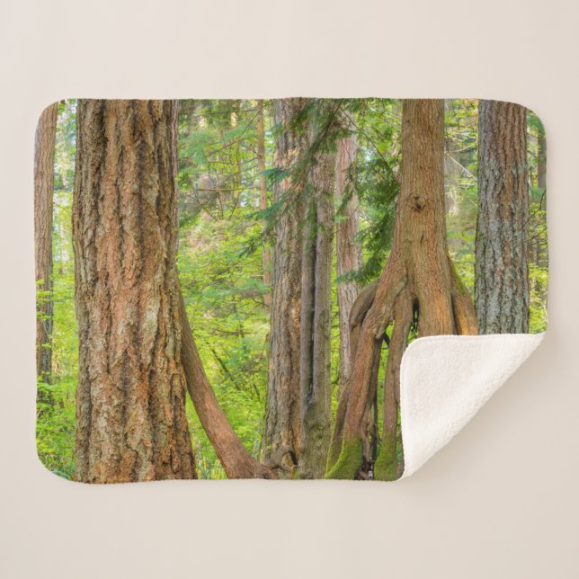 Manta Sherpa Western Red Cedar Tree | Washington State (Anverso (horizontal))