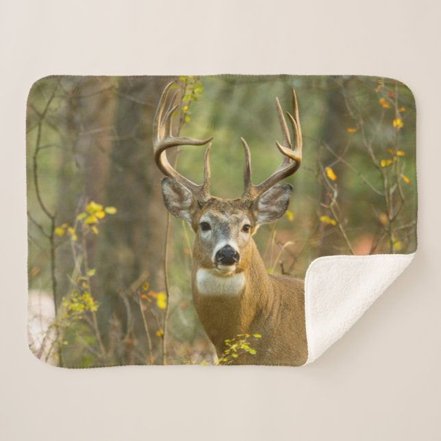 Manta Sherpa Whitetail Deer Buck | Pescado blanco, Montana (Anverso (horizontal))