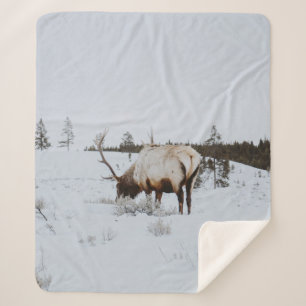 MANTA SHERPA WINTER LANDSCAPE WITH A DEER