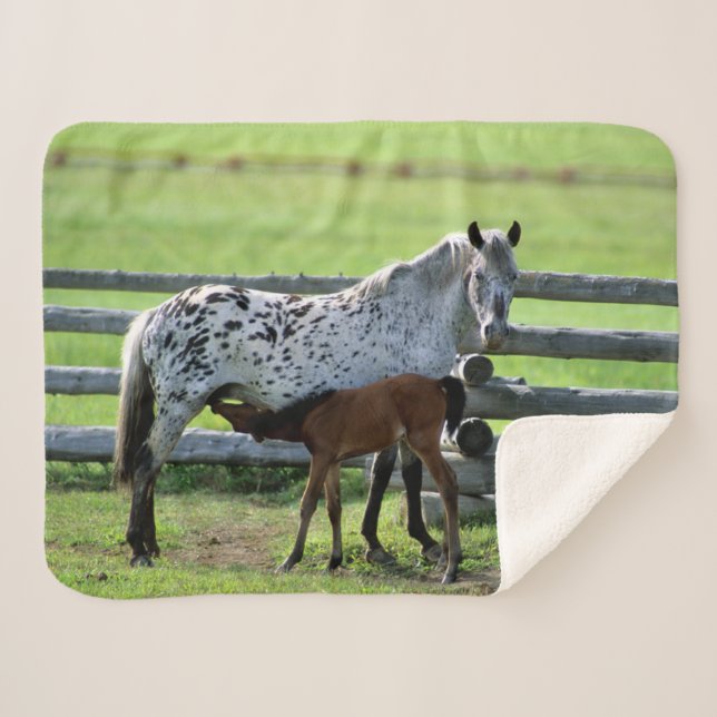 Manta Sherpa Yegua Appaloosa y potro (Anverso (horizontal))