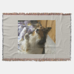 Manta Shetland Sheepdog Pidiendo
