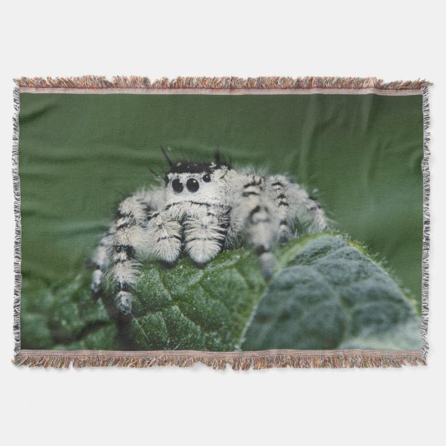 Manta Tejida Araña Saltarina Metaphid (Anverso)