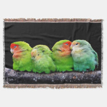 Cuatro pequeños canarios