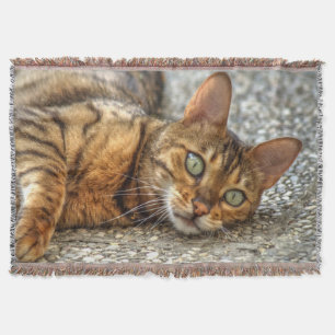 Manta Tejida Gato perezoso bengalí