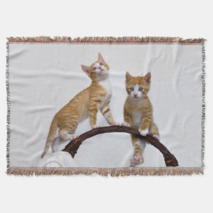 Manta Tejida Gatos de bebé con gatitos gatitos graciosos Foto d