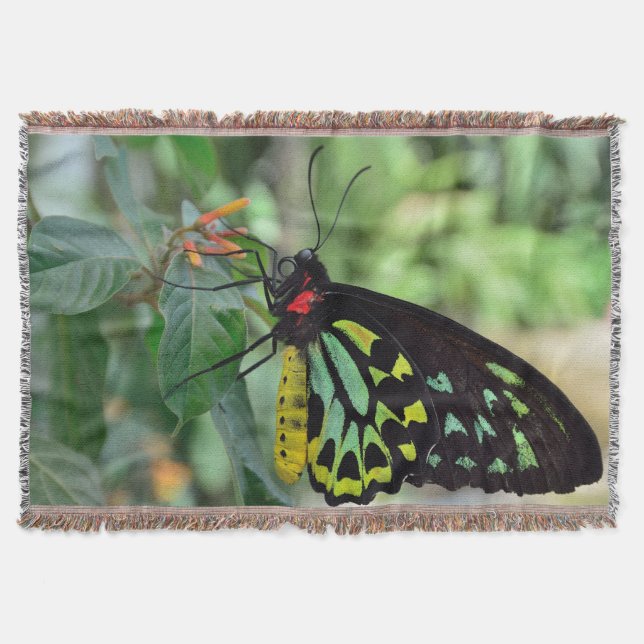 Manta Tejida Hermosa mariposa (Anverso)