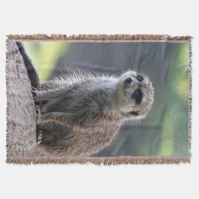 Manta Tejida Meerkat_20171101_by_JAMFoto (Anverso)