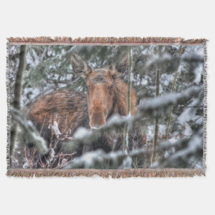 Manta Tejida Moose canadiense salvaje en bosque invernal