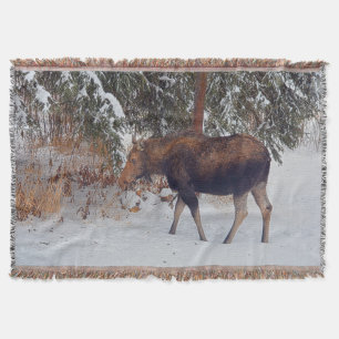 Manta Tejida Moose canadiense salvaje en nieve IV