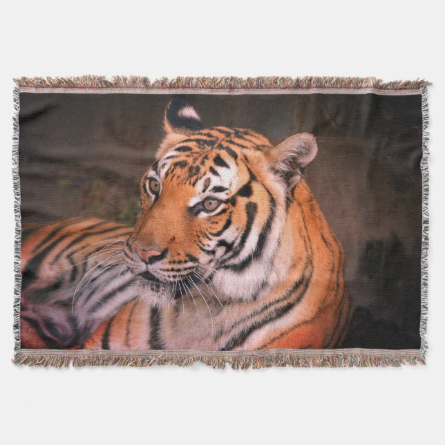 Manta Tigre (Anverso)