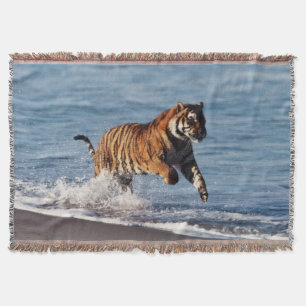 Manta Tigre de Bengala (Panthera Tigris)