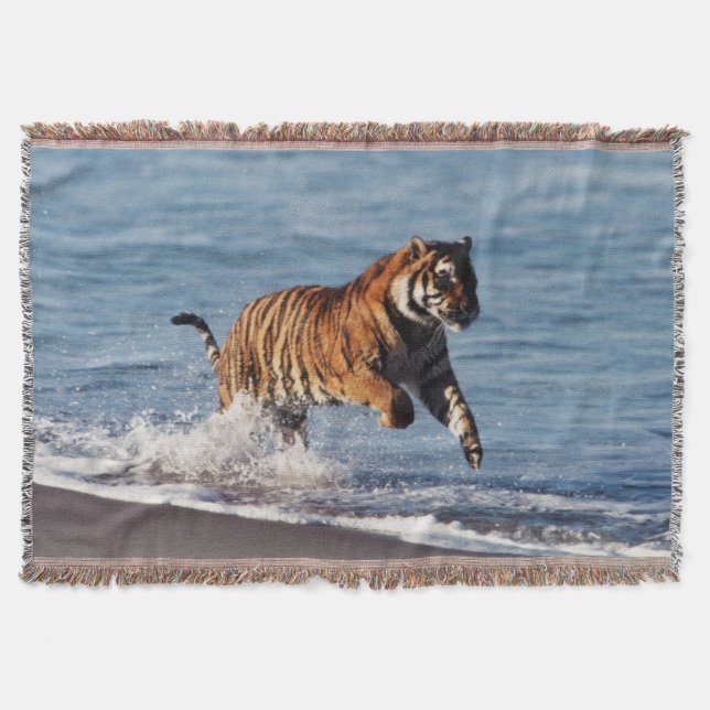 Manta Tigre de Bengala (Panthera Tigris) (Anverso)