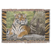 Tigre y Buda
