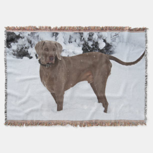 Manta Weimaraner En Invierno