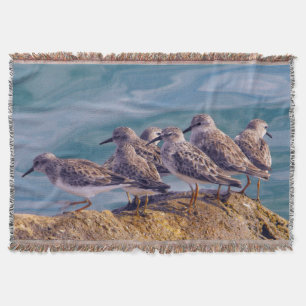 Manta Young Ruddy Turnstones