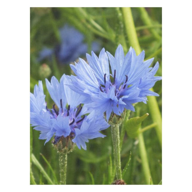 Mantel aciano azul (Anverso)