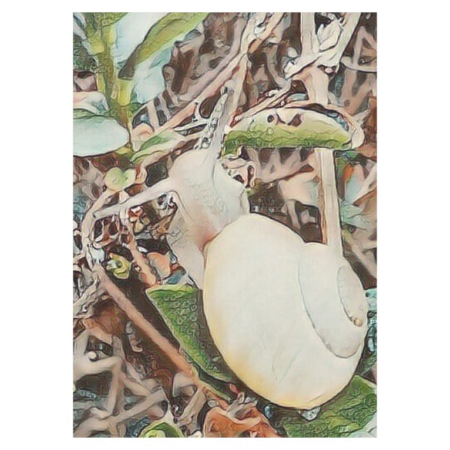 Mantel caracol toony (Anverso)