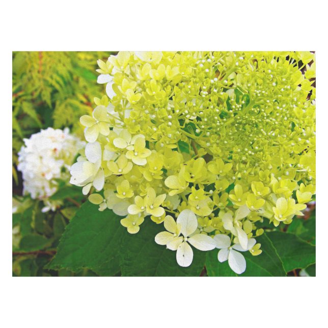 Mantel Chartreuse Verde, Limelight Hortensia, (Frente (Horizontal))